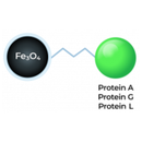 Protein A Bead