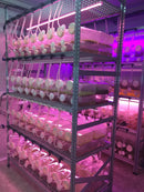 Complete SETIS™ Bioreactor Setup